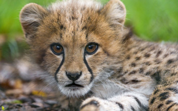 Картинка животные гепарды котёнок детёныш взгляд морда кошка гепард