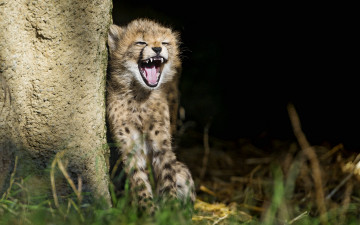 Картинка животные гепарды пасть солнце зевает трава детёныш кошка котёнок гепард