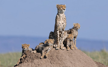 Картинка животные гепарды семейство кошки детёныши холм семья