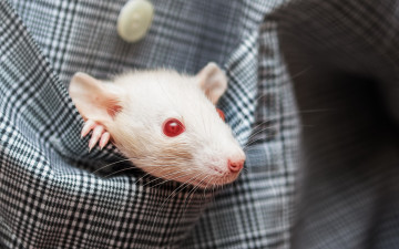 Картинка животные крысы +мыши фон макро мышка