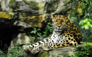 Картинка животные леопарды хищник дикая кошка взгляд леопард