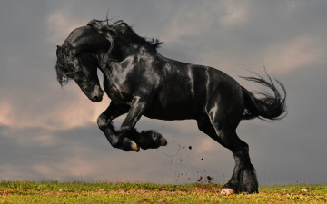 Картинка животные лошади трава фриз лошадь конь