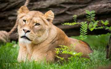Картинка животные львы кошка львица трава ветка взгляд
