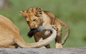 Картинка животные львы котёнок кошка лев львёнок игра хвост детёныш