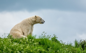 Картинка животные медведи сидит трава медведь белый отдых