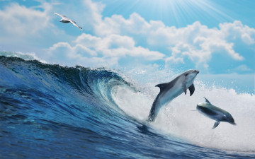 обоя животные, разные вместе, dolphins, splash, sky, sea, вода, волна, море, океан, blue, wave, ocean