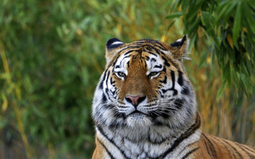 Картинка животные тигры морда кошка тигр амурский