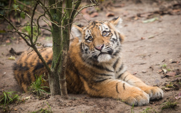 Картинка животные тигры тигр амурский трава ветки тигрёнок котёнок взгляд кошка