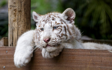 Картинка животные тигры тигрёнок кошка белый тигр голубые глаза взгляд котёнок