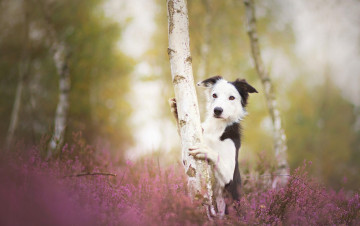 Картинка животные собаки собака бордер-колли берёза дерево