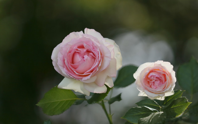 Обои картинки фото цветы, розы, бутоны, макро