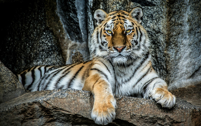 Обои картинки фото животные, тигры, тигр, красавец, портрет, хищник, взгляд, сила, величие, камни