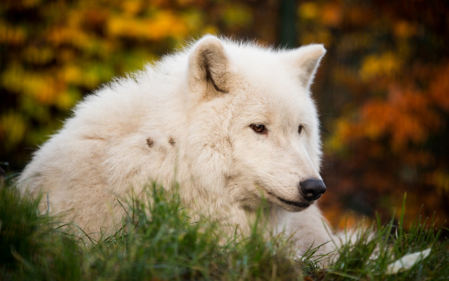 Обои картинки фото животные, волки,  койоты,  шакалы, волк, белый, взгляд, морда