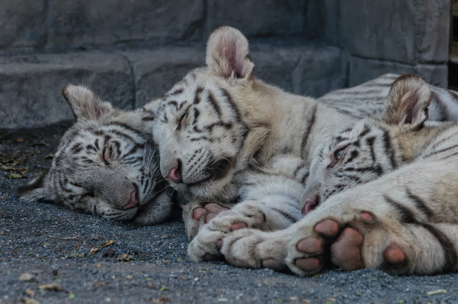 Обои картинки фото животные, тигры, сон, отдых, белый, тигр, кошка, тигрята, тигрёнок, котята, детёныши, троица
