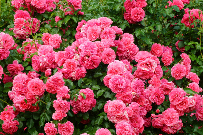 Обои картинки фото цветы, розы, роскошь, розовый, куст