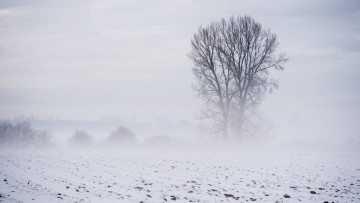 Картинка природа поля пейзаж туман поле