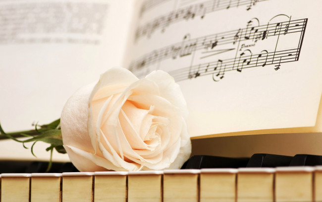Обои картинки фото музыка, -музыкальные инструменты, клавиши, цветок, роза, ноты