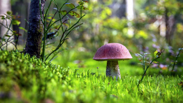 Картинка природа грибы подосиновик осень листья
