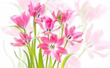 Картинка цветы тюльпаны розовые