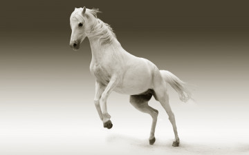 обоя животные, лошади, конь, белый