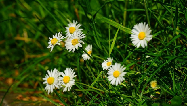 Обои картинки фото цветы, маргаритки, белые, трава