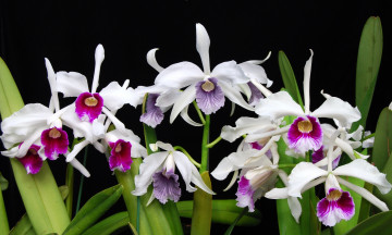 Картинка цветы орхидеи белый много