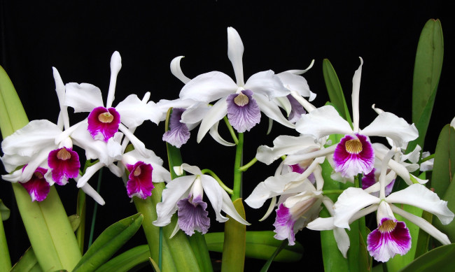Обои картинки фото цветы, орхидеи, белый, много