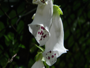 Картинка цветы дигиталис наперстянка крапинки