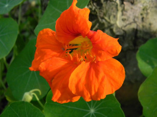 Картинка цветы настурции оранжевый