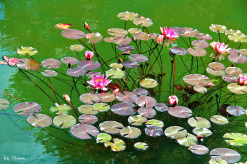 Картинка автор thean цветы лилии водяные нимфеи кувшинки водоем