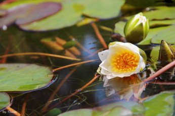 Картинка автор thean цветы лилии водяные нимфеи кувшинки вода дистья бутоны