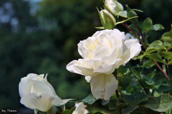 Картинка автор thean цветы розы белый