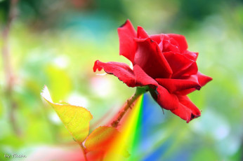 Картинка автор thean цветы розы красный