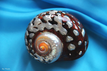 Картинка автор thean разное ракушки кораллы декоративные spa камни ракушка