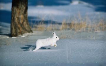 Картинка животные кролики зайцы лес снег