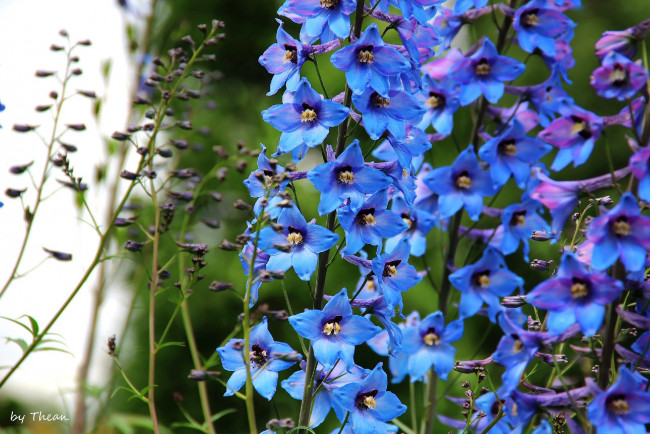 Обои картинки фото автор, thean, цветы, дельфиниум, синий