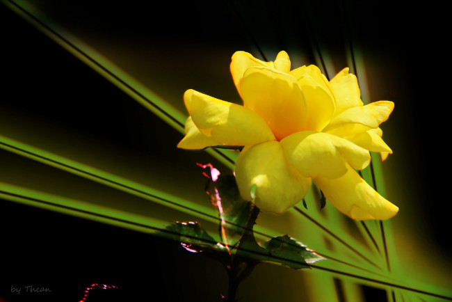 Обои картинки фото автор, thean, цветы, розы, желтый