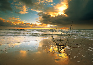Картинка природа восходы закаты тучи ветка пляж море закат