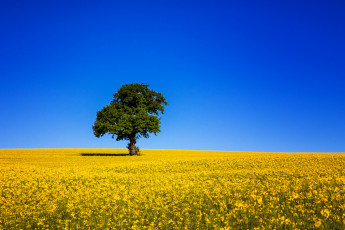 Картинка природа поля дерево рапс поле синее небо