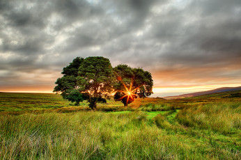 Картинка природа деревья ирландия поле закат солнце два лучи лето