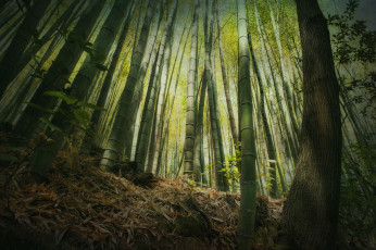 Картинка природа лес бамбук высота