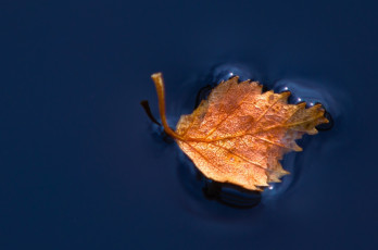 Картинка природа листья синий макро вода