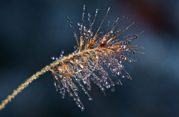 Картинка природа макро капли метелка ветка растение роса