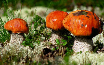 Картинка природа грибы макро подосиновики
