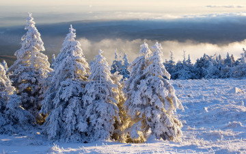 Картинка природа зима tanne schnee brocken harz morgen wolken winter