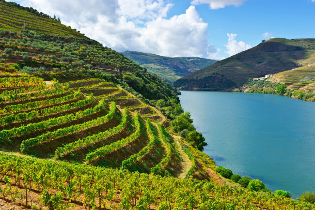 Обои картинки фото природа, реки, озера, река, португалия, douro, river, виноградники