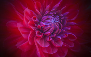 Картинка цветы георгины макро лепестки бутон цветок красный