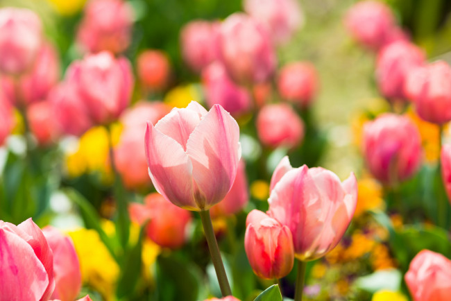 Обои картинки фото цветы, тюльпаны, весна, розовые, клумба