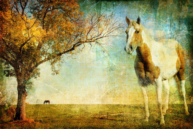 Обои картинки фото разное, компьютерный дизайн, конь, осень, дерево, лошадь, небо, пегая