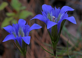 Картинка цветы синие